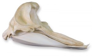 Beaked Whale Skull