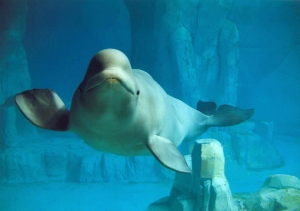 Beluga Whale