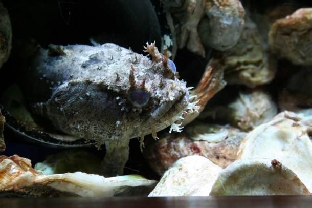 Oyster Toad Fish - Ocean Conservation Research