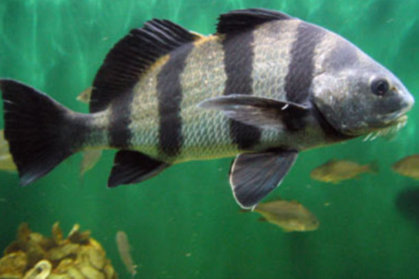 Black Drum Vocalizations  Ocean Conservation Research