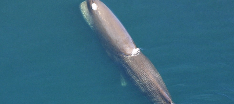 Sperm Whale Vocalizations | Ocean Conservation Research