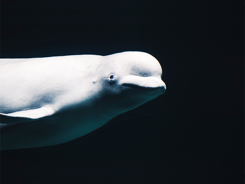 Beluga whale - Wikipedia