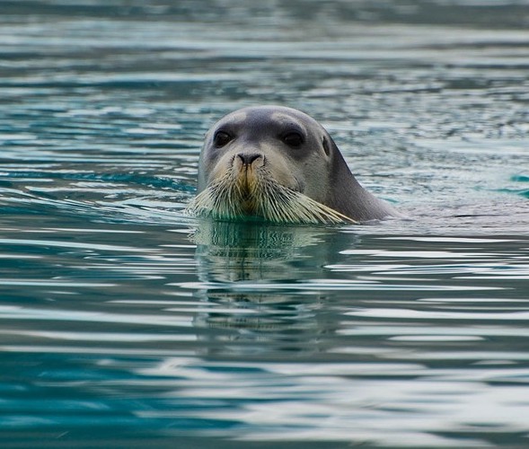 Bearded Seal - Ocean Conservation Research