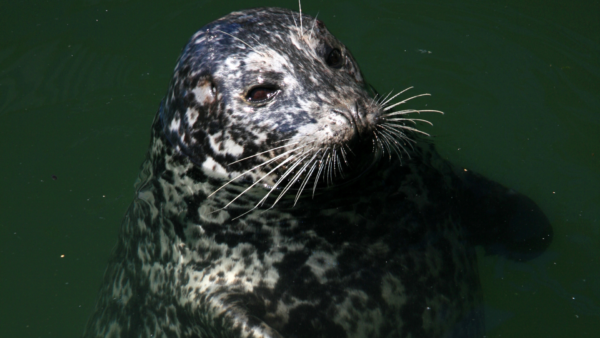 Gray Whale Vocalizations | Ocean Conservation Research