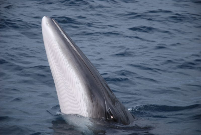 Minke Whale | Ocean Conservation Research