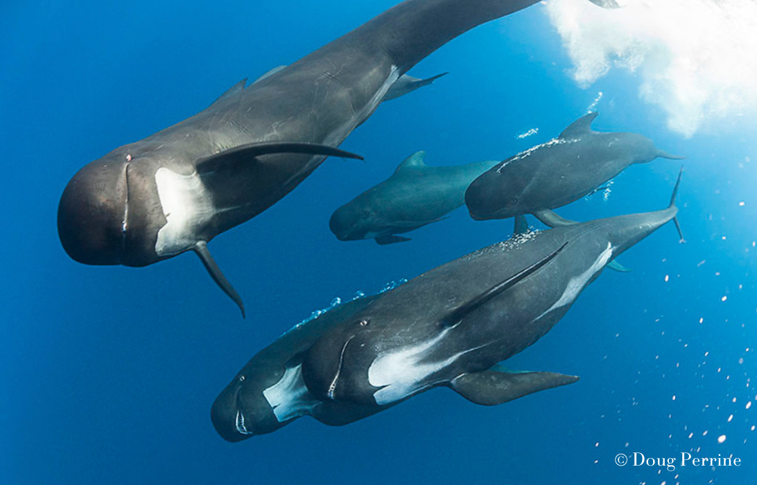 Pilot Whale Vocalizations | Ocean Conservation Research