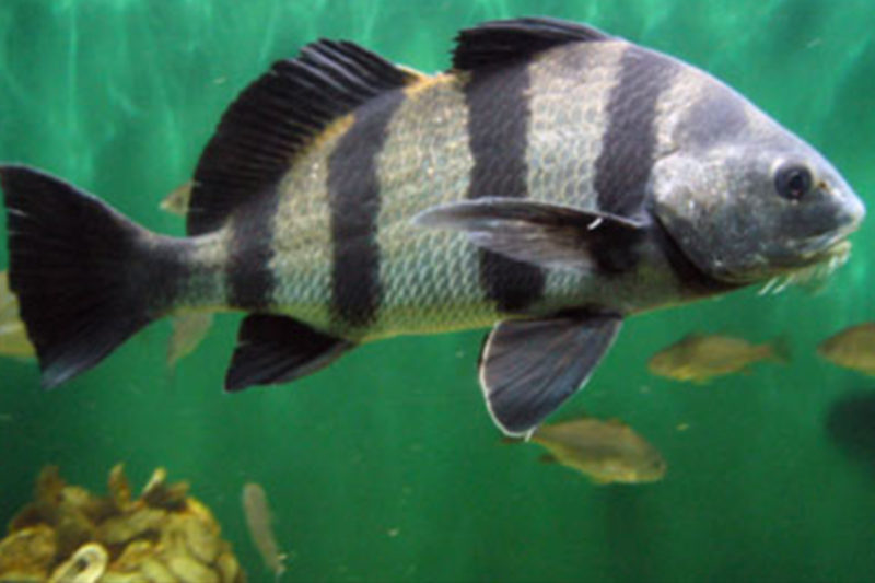 Black Drum Vocalizations Ocean Conservation Research